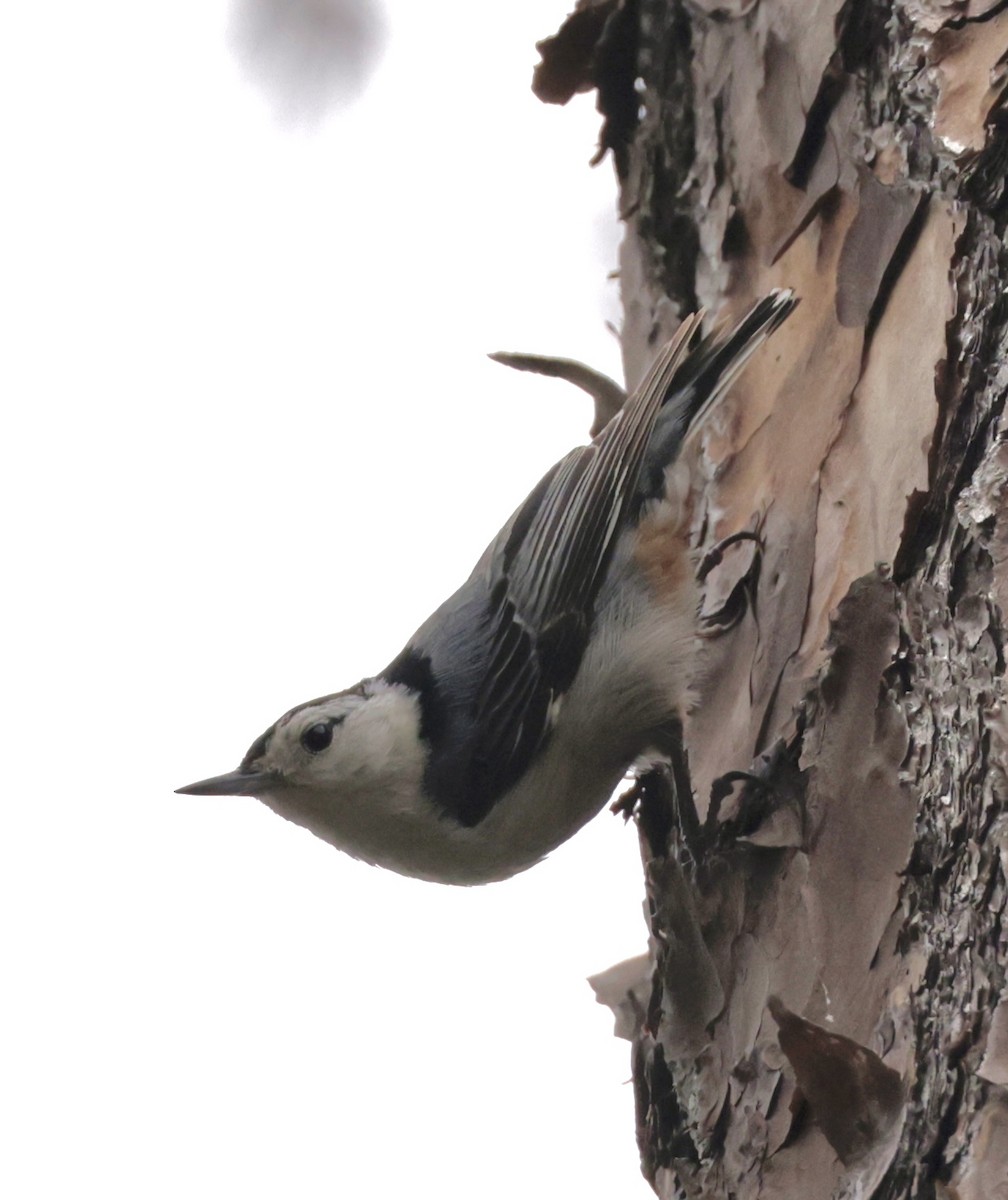 White-breasted Nuthatch - ML636315301