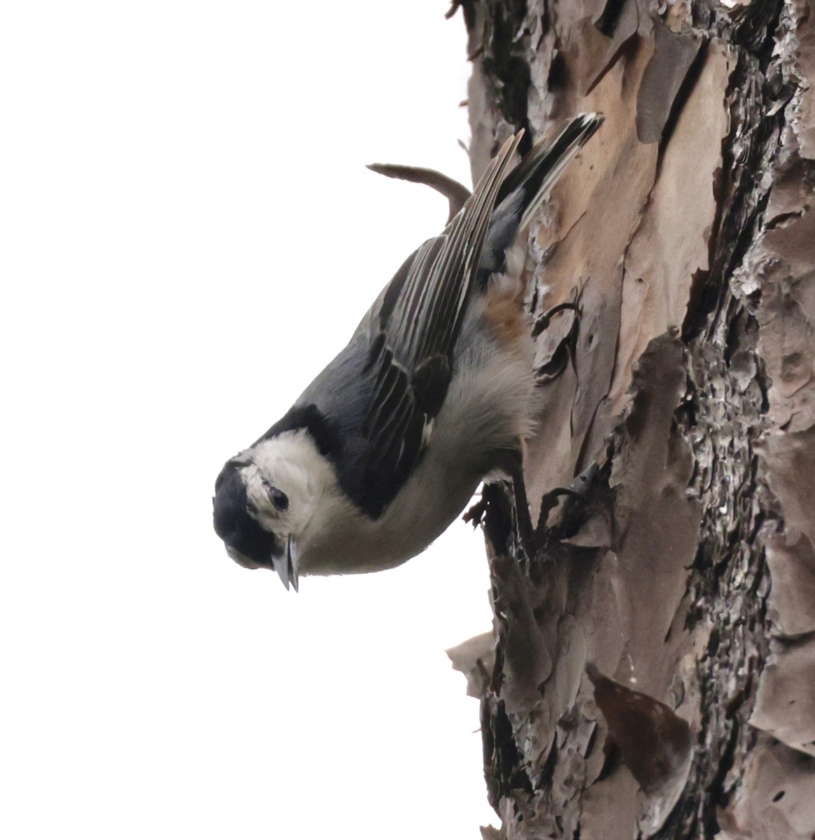 White-breasted Nuthatch - ML636315302