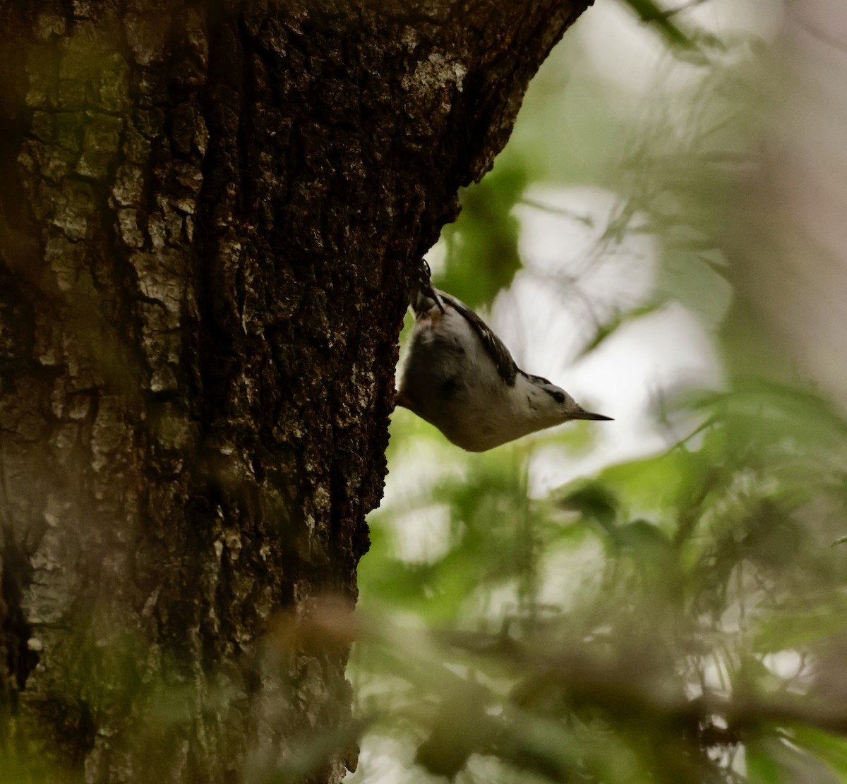 White-breasted Nuthatch - ML636315303