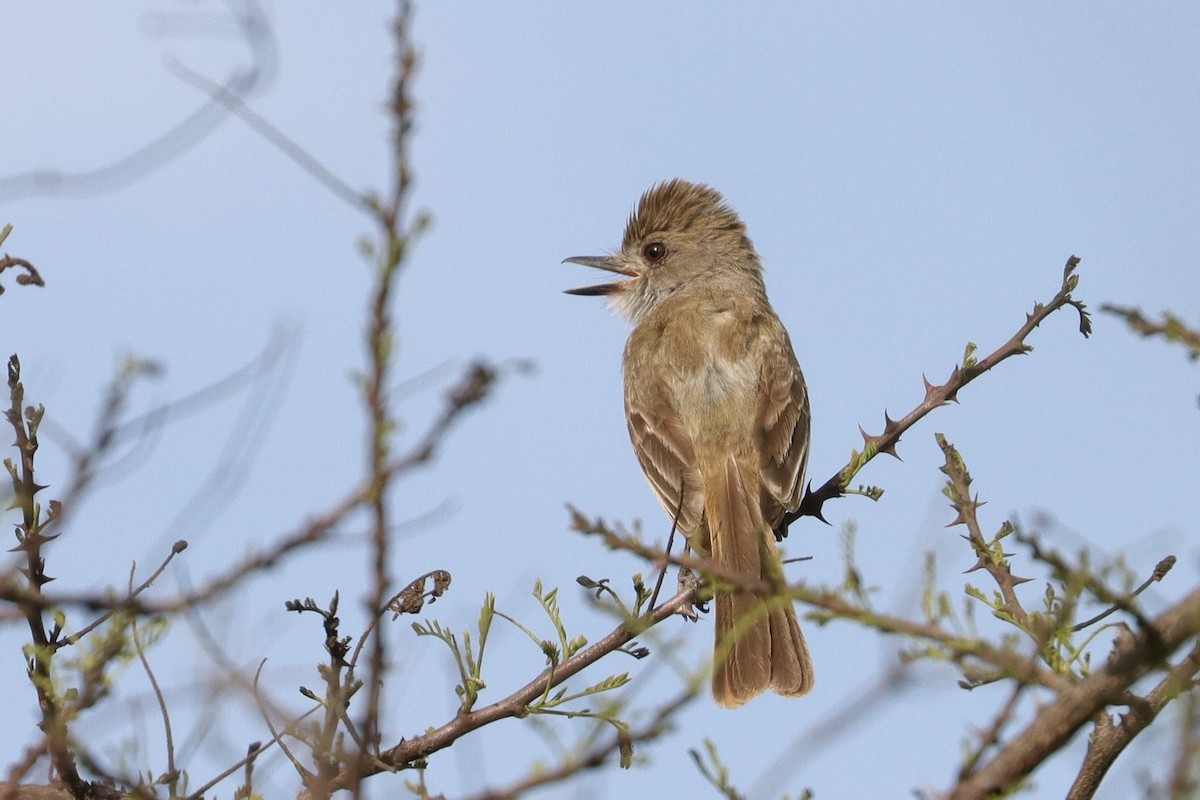Nutting's/Salvadoran Flycatcher - ML636315326