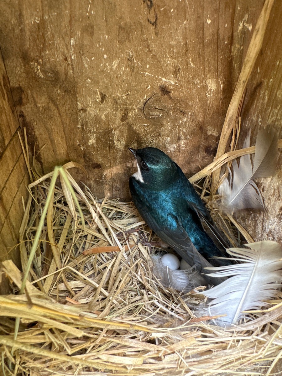 Tree Swallow - Phil Kenny