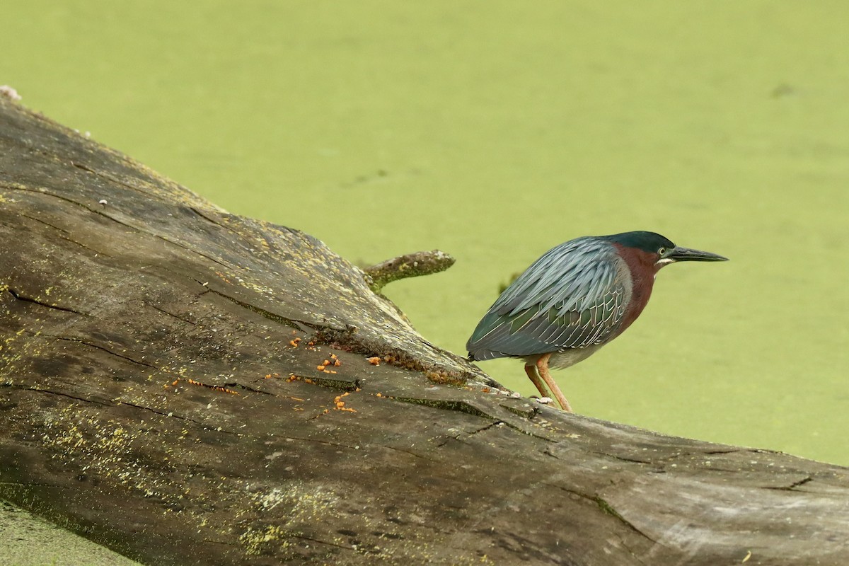 Green Heron - ML636315435