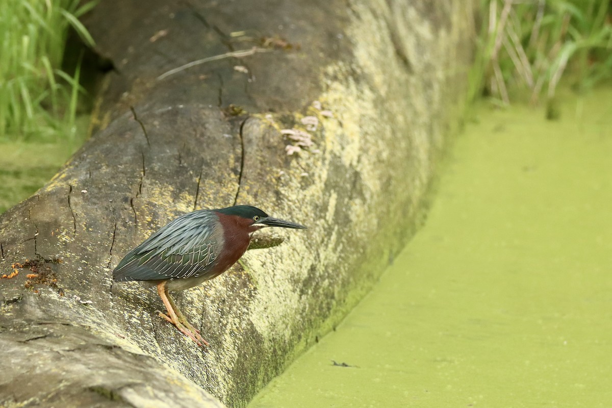 Green Heron - ML636315436