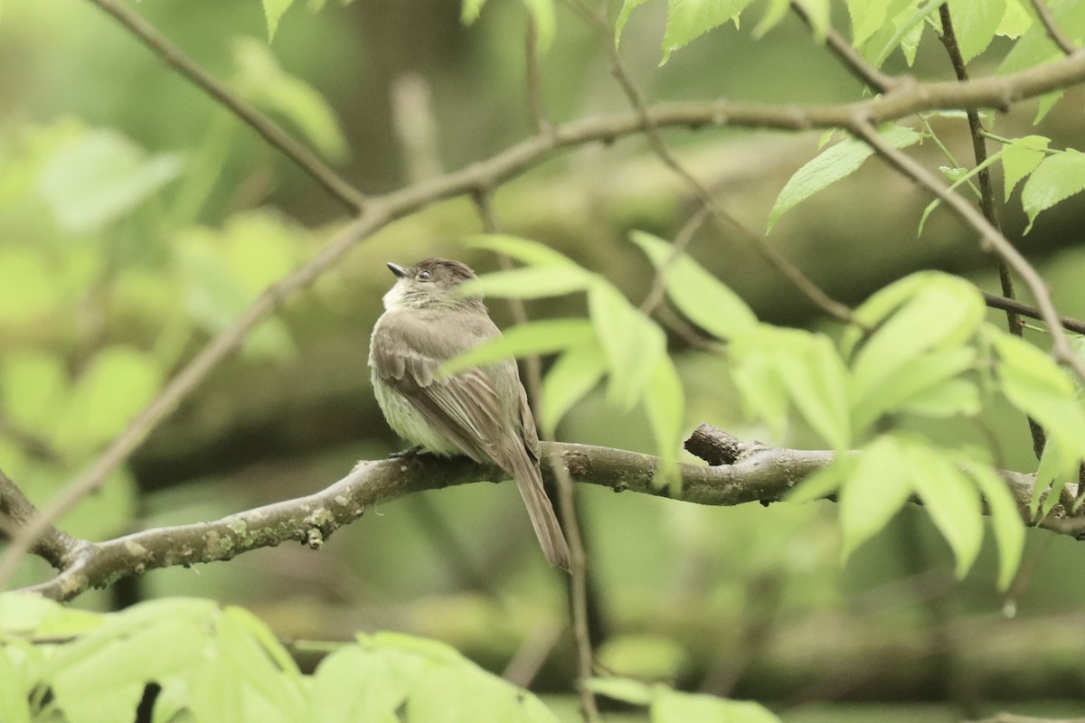 Eastern Phoebe - ML636315455