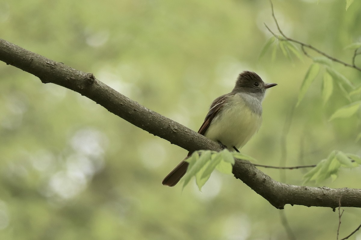 Great Crested Flycatcher - ML636315478