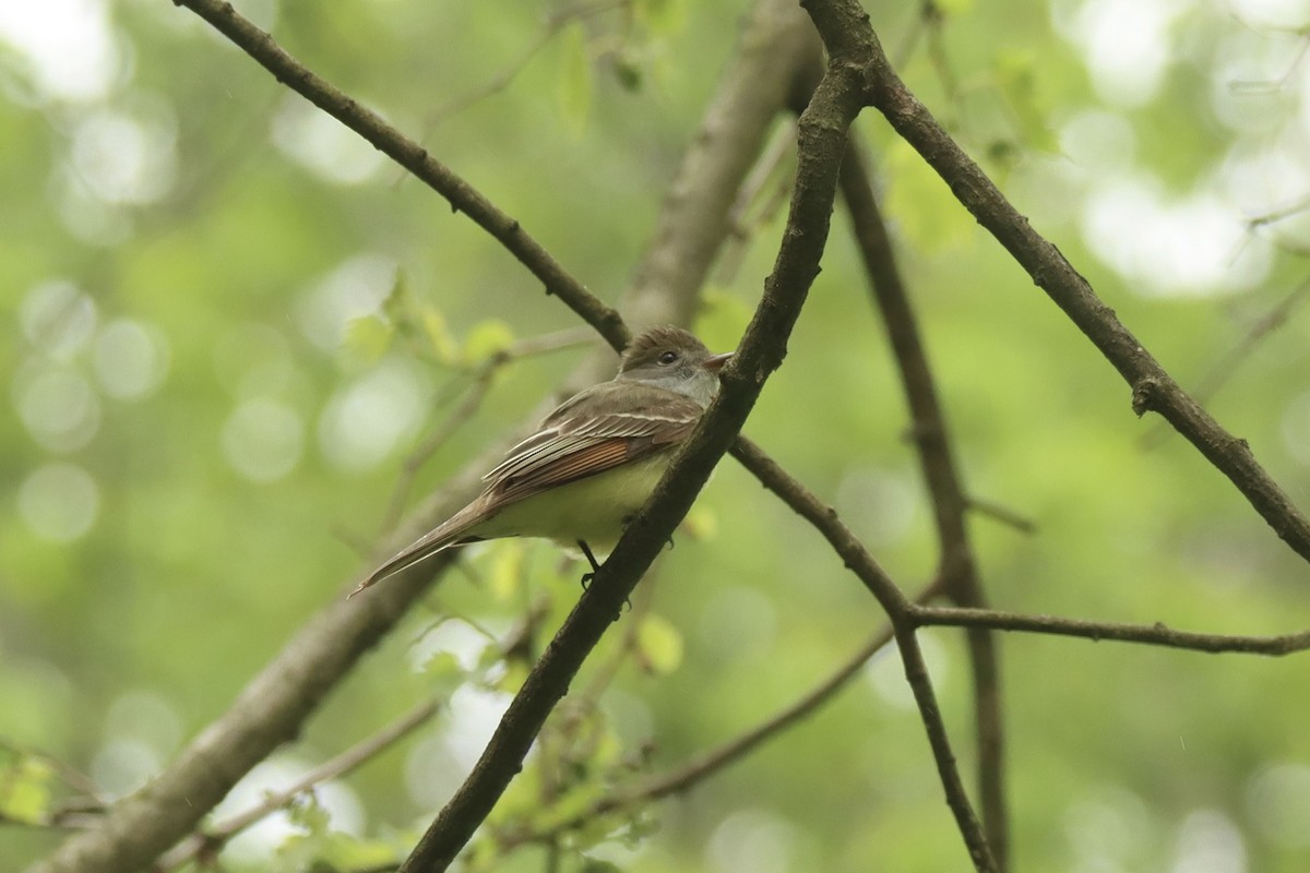 Great Crested Flycatcher - ML636315479