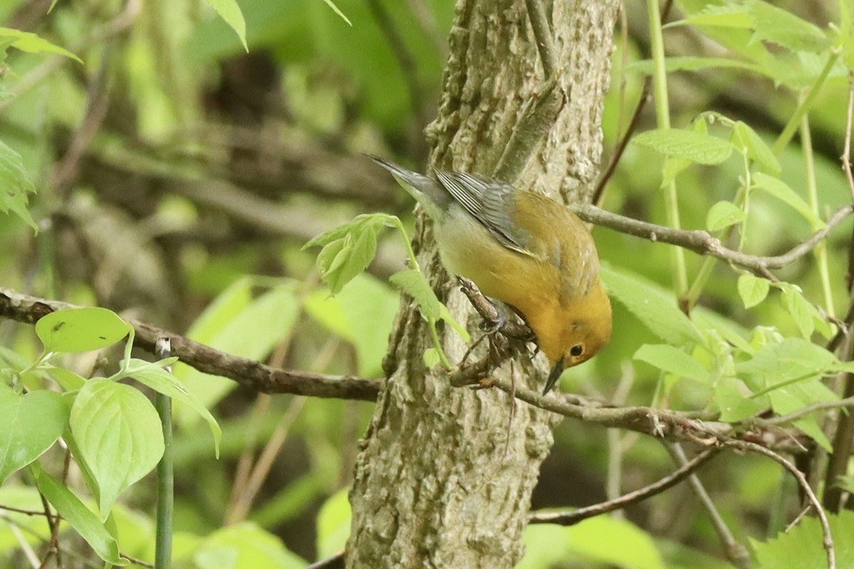 Prothonotary Warbler - ML636315527