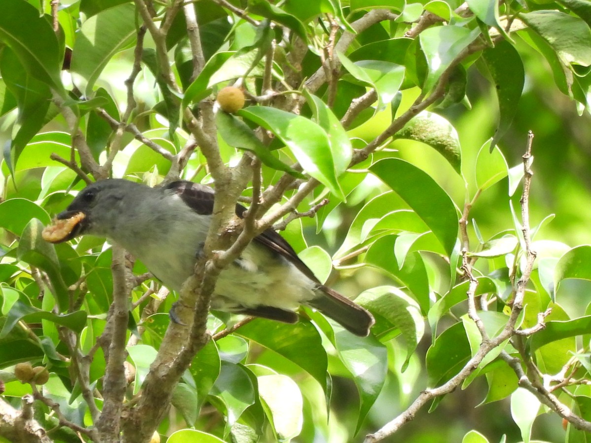 Plain-colored Tanager - ML636315661