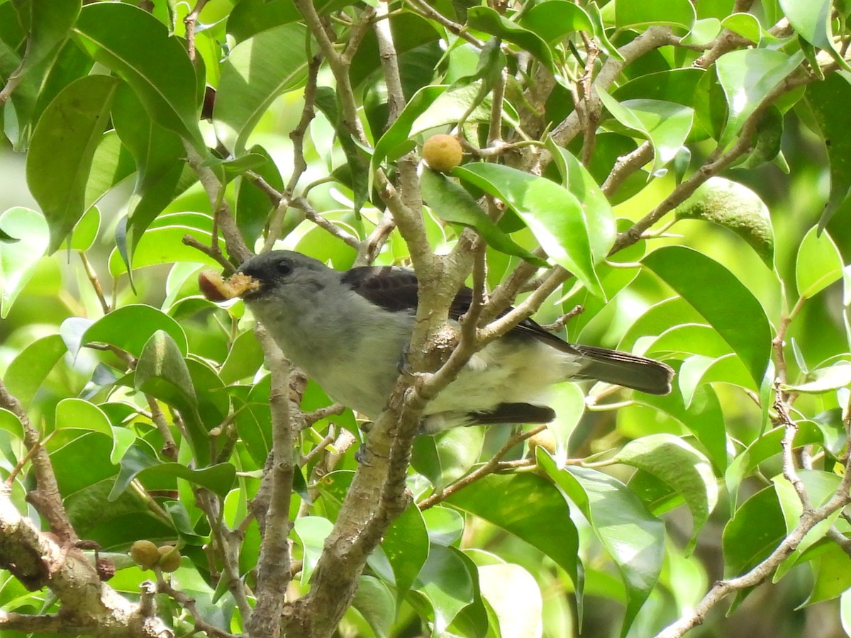 Plain-colored Tanager - ML636315662