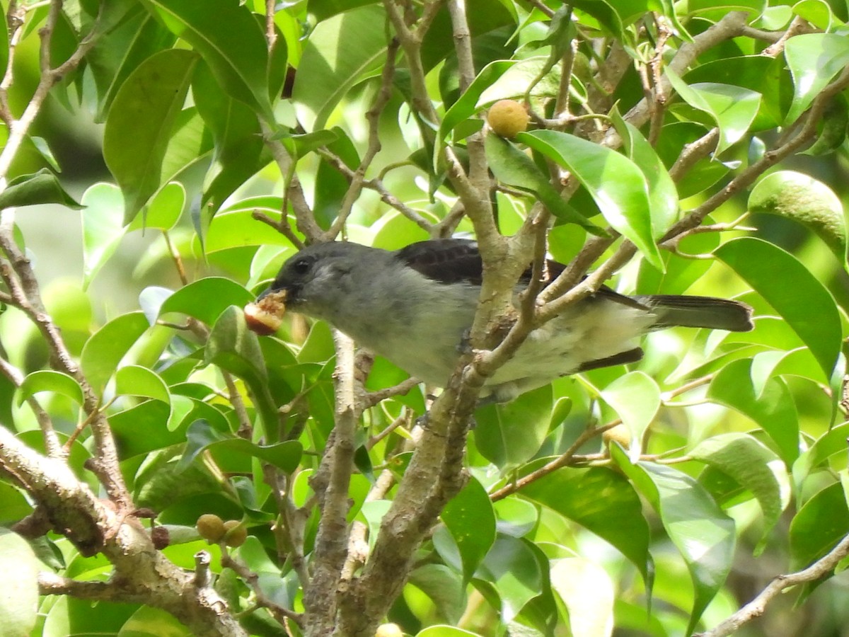 Plain-colored Tanager - ML636315663