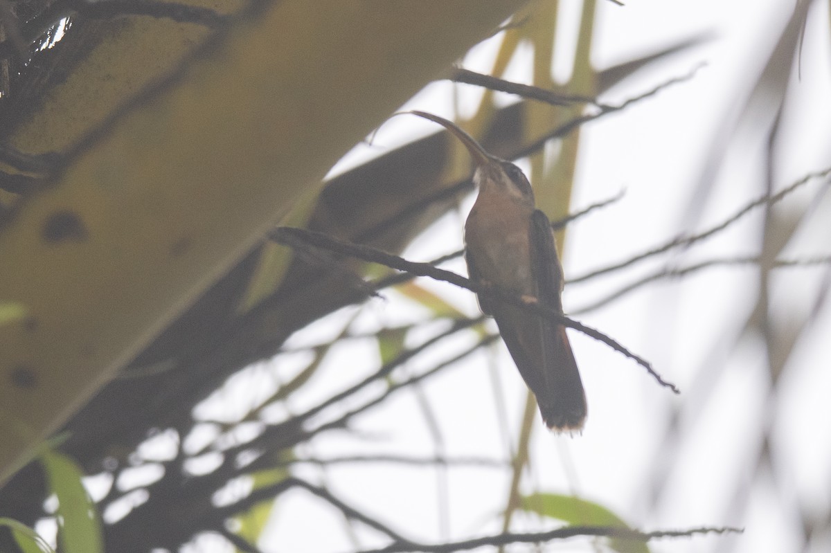 Bronzy Hermit - ML636315759