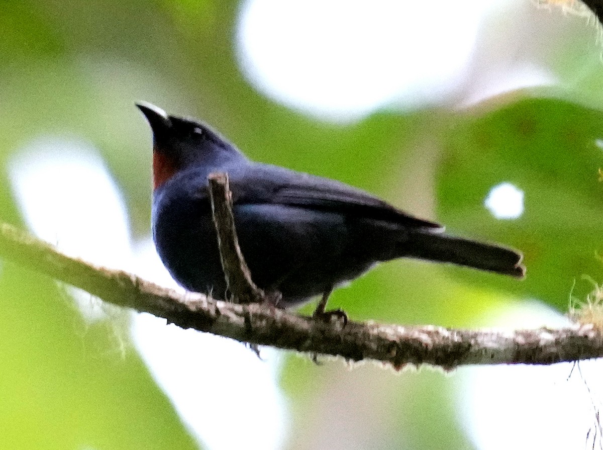 Orangequit - ML636315776