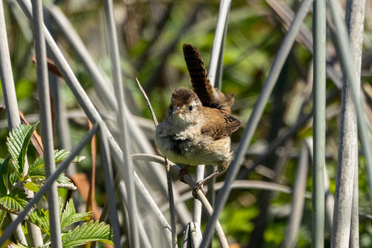 Marsh Wren - ML636315797