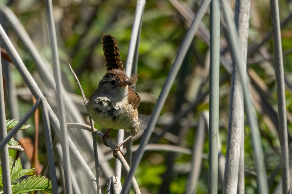 Marsh Wren - ML636315798
