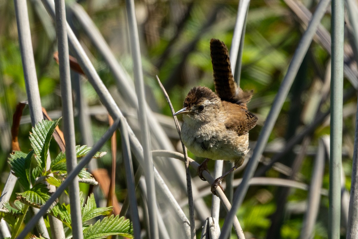 Marsh Wren - ML636315799