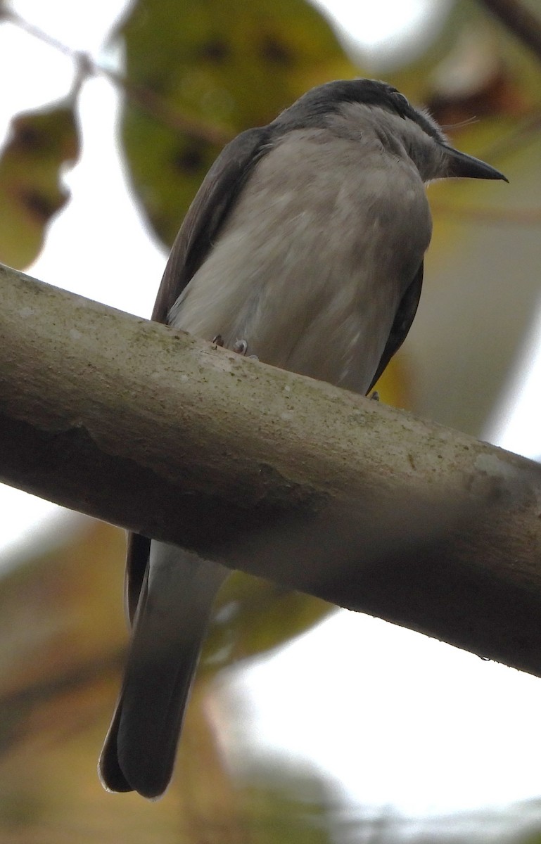 Malabar Woodshrike - ML636315827