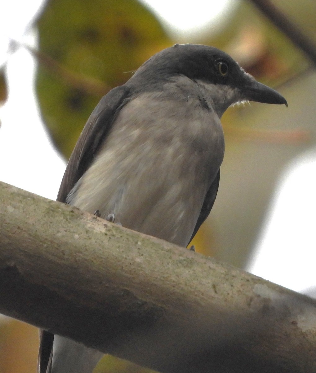 Malabar Woodshrike - ML636315828