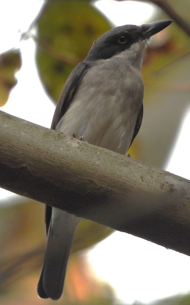 Malabar Woodshrike - ML636315829