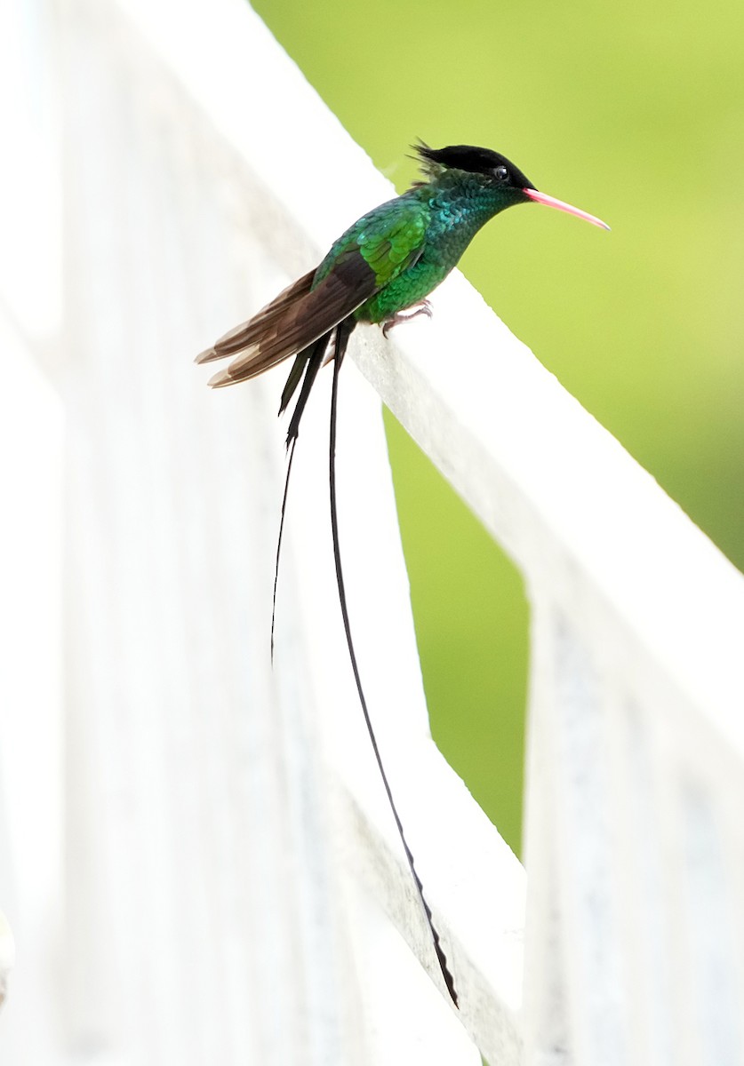 Red-billed Streamertail - ML636315833