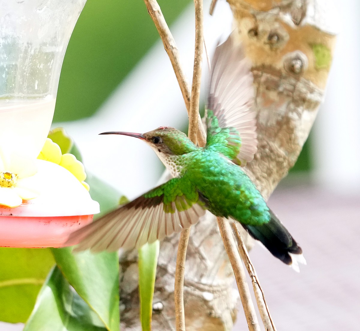 Red-billed Streamertail - ML636315835