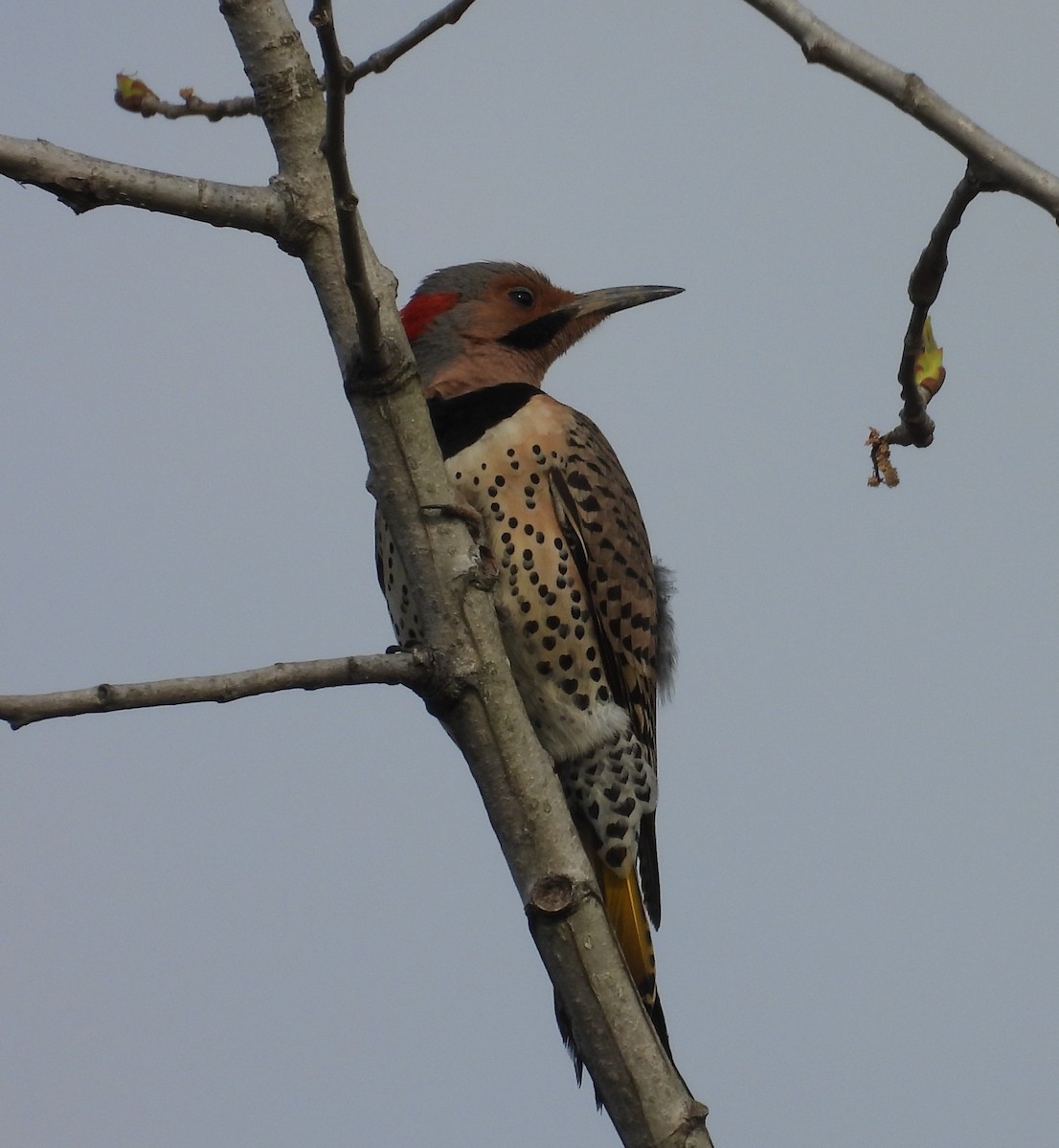 Northern Flicker - ML636315957