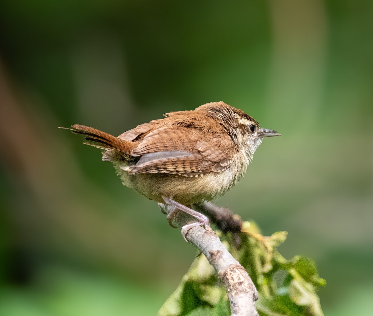 Carolina Wren - ML636315969