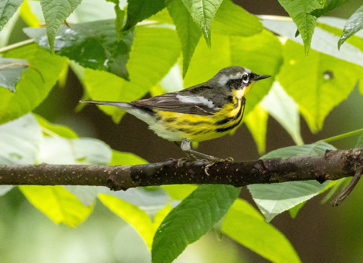 Magnolia Warbler - ML636315980