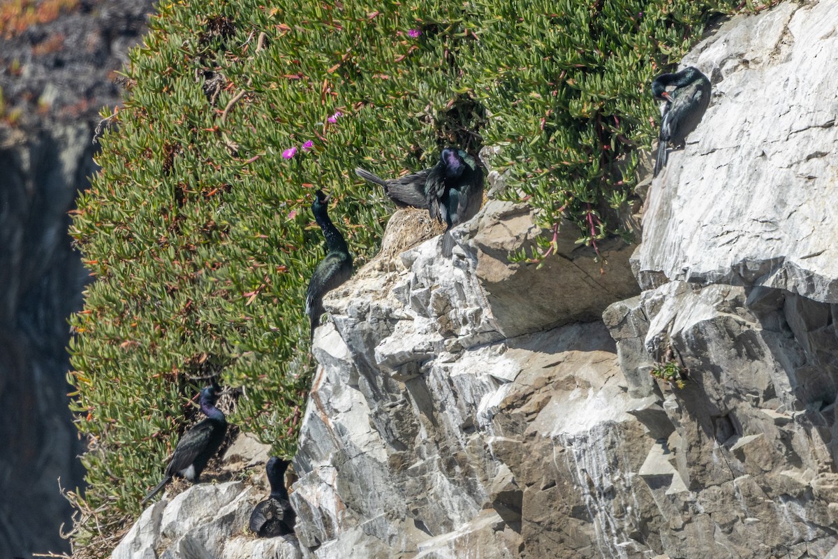 Pelagic Cormorant - ML636316111