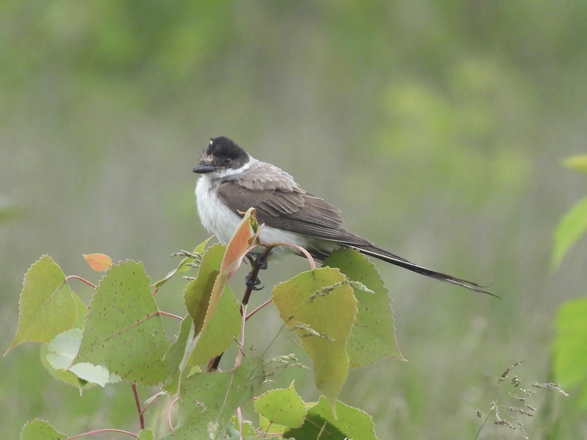 Fork-tailed Flycatcher (savana) - ML636316238