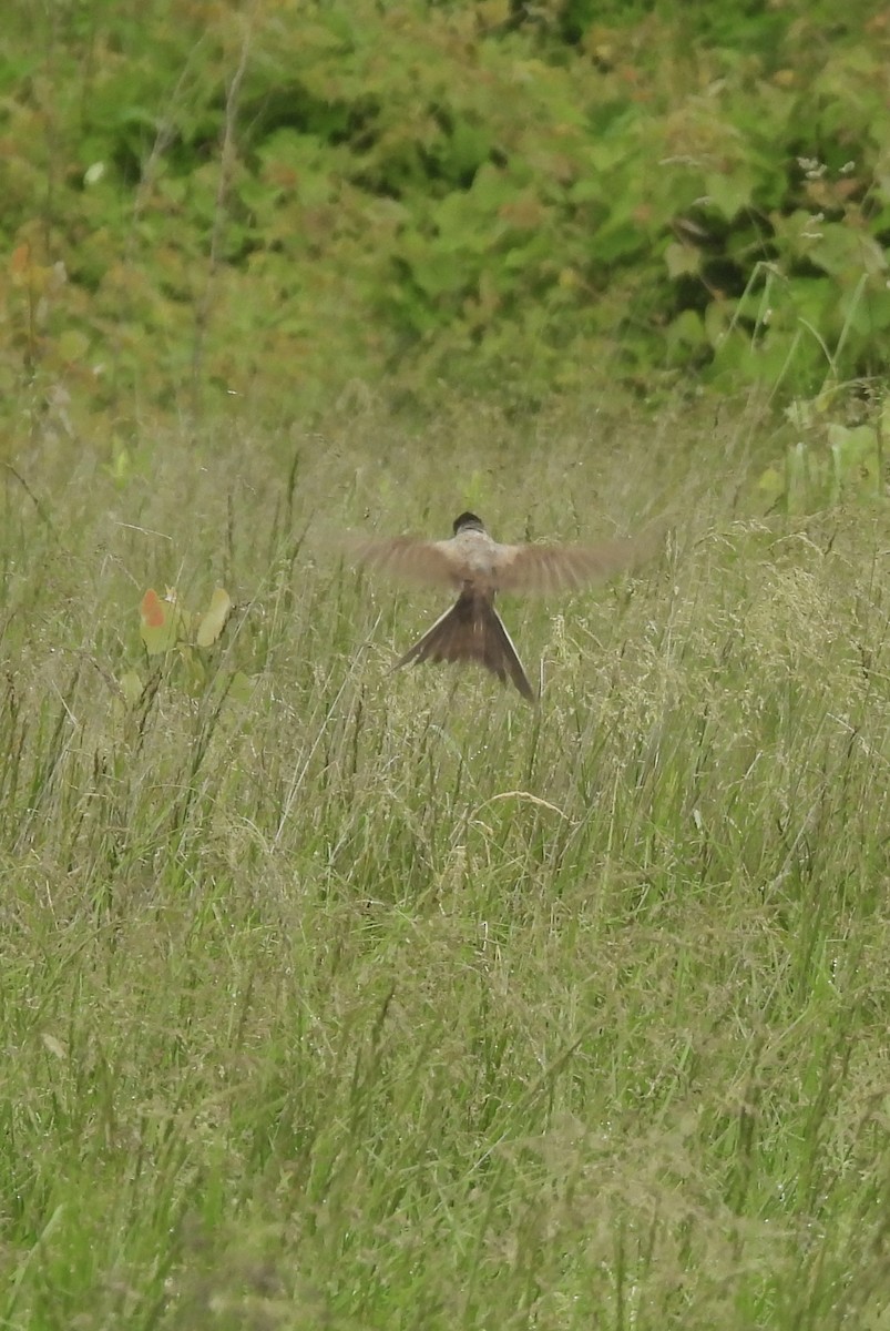Fork-tailed Flycatcher (savana) - ML636316239