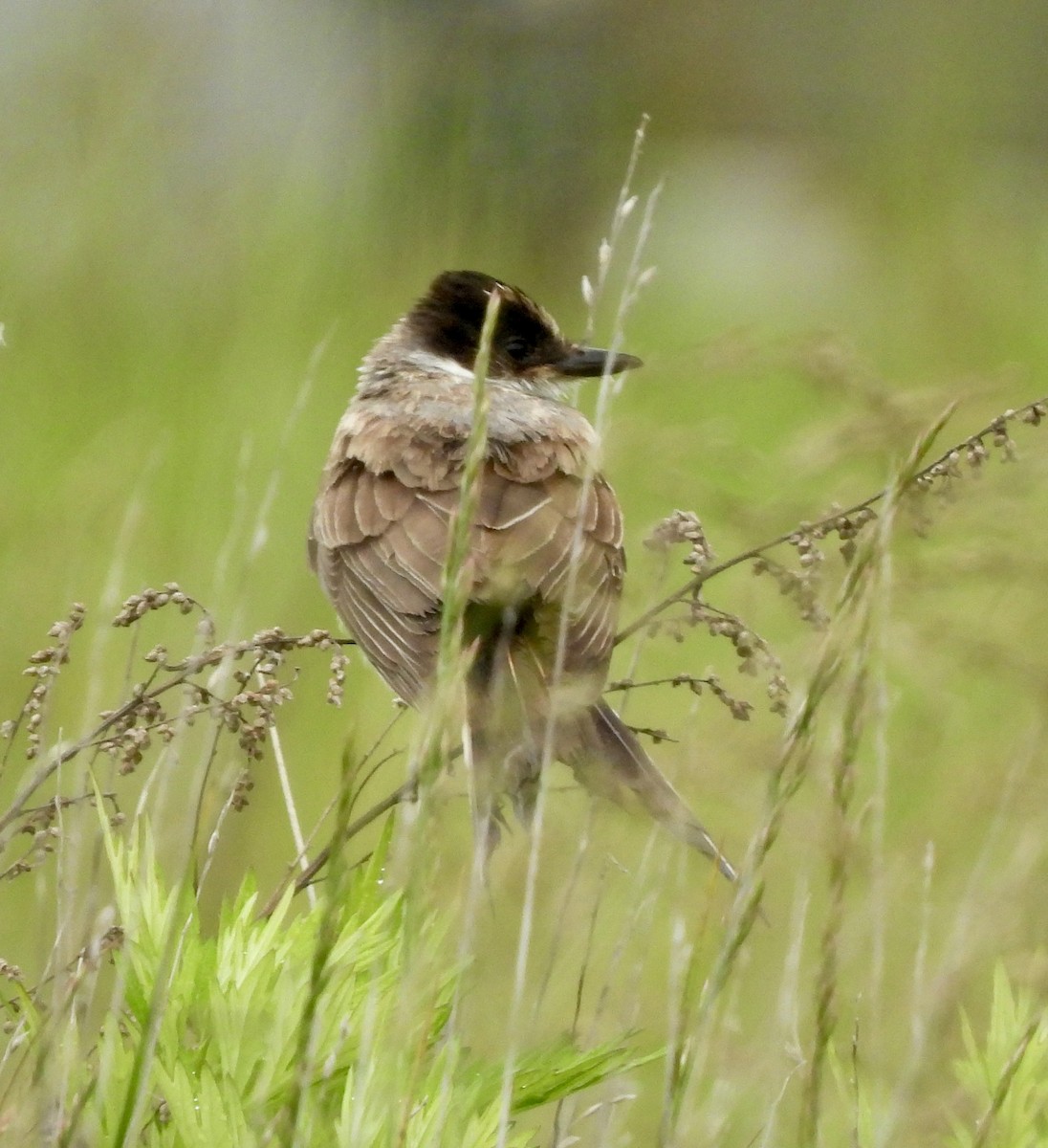 Fork-tailed Flycatcher (savana) - ML636316240