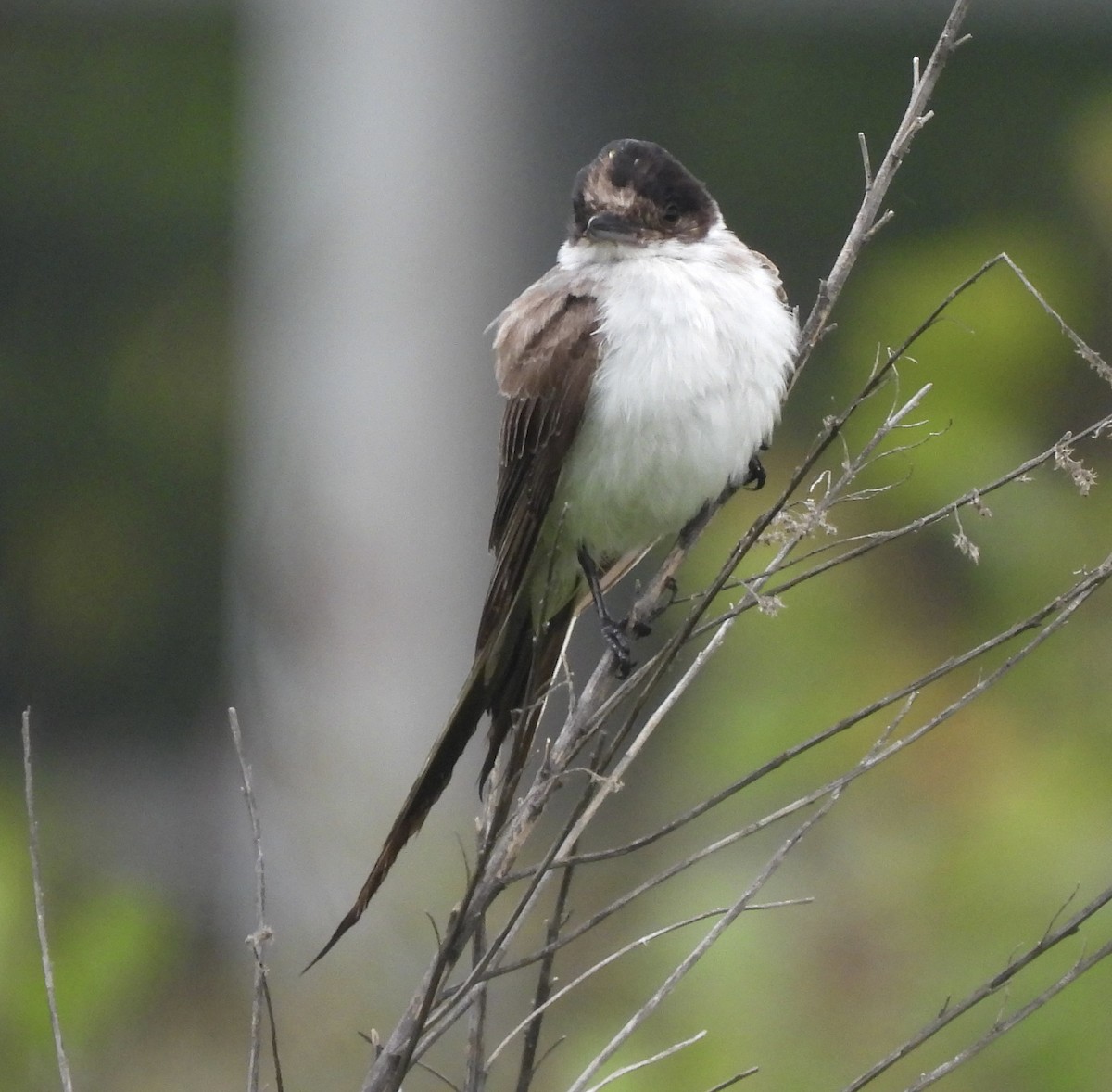 Fork-tailed Flycatcher (savana) - ML636316241