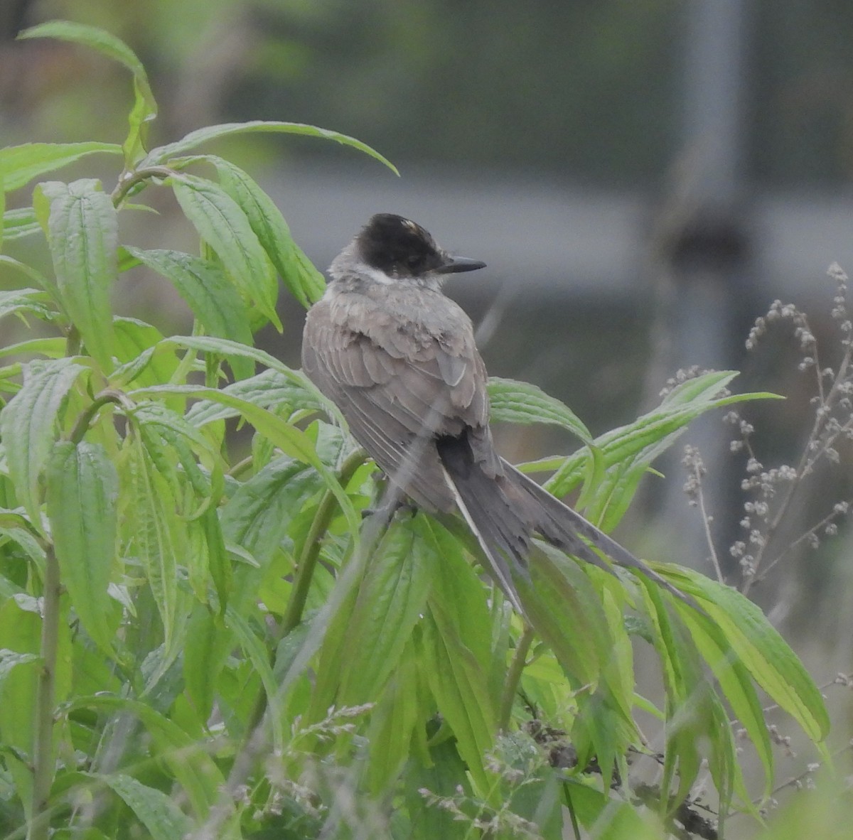 Fork-tailed Flycatcher (savana) - ML636316242