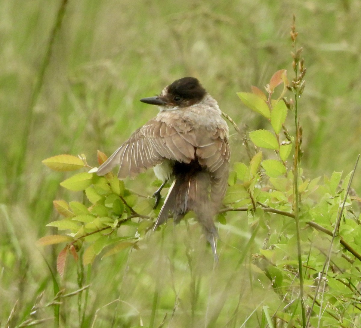 Fork-tailed Flycatcher (savana) - ML636316243