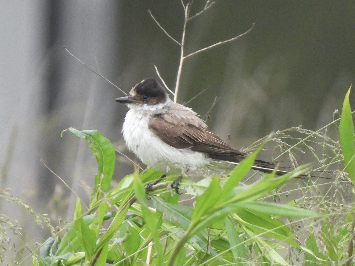 Fork-tailed Flycatcher (savana) - ML636316244