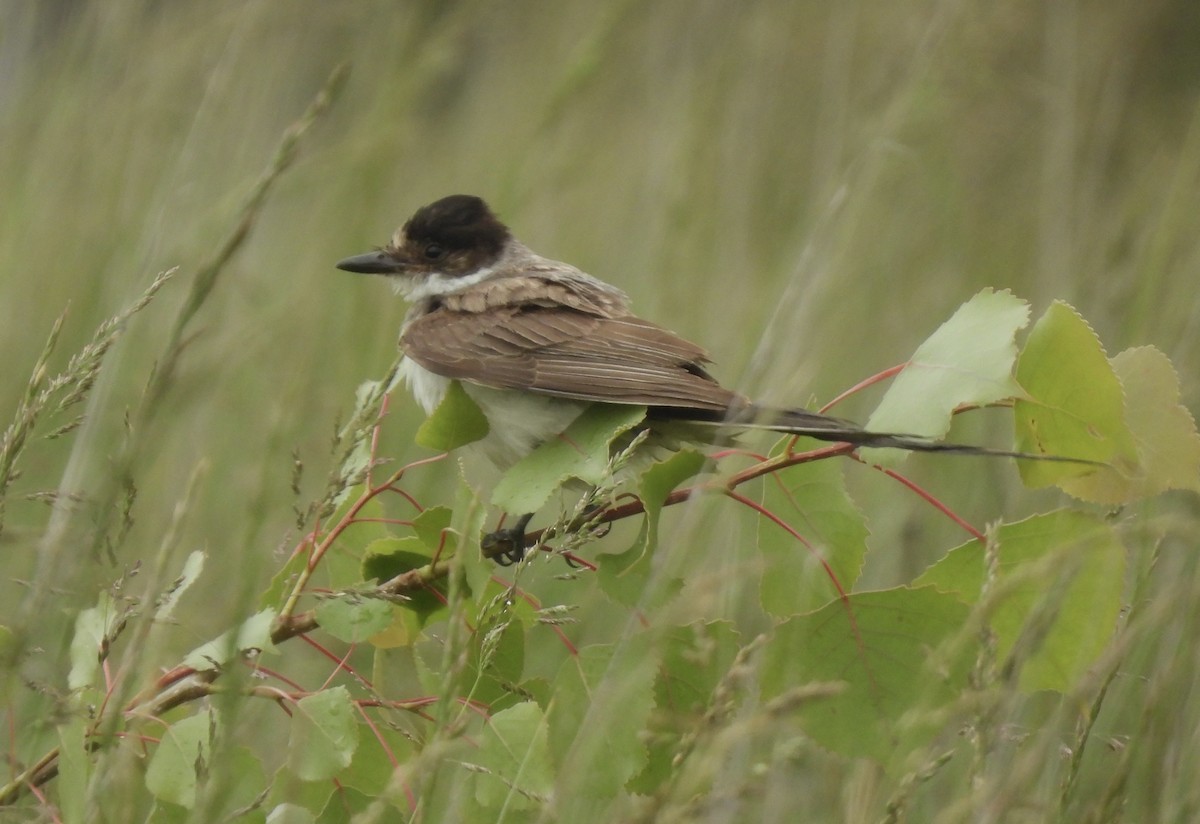 Fork-tailed Flycatcher (savana) - ML636316245