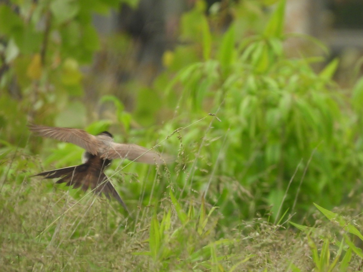 Fork-tailed Flycatcher (savana) - ML636316249