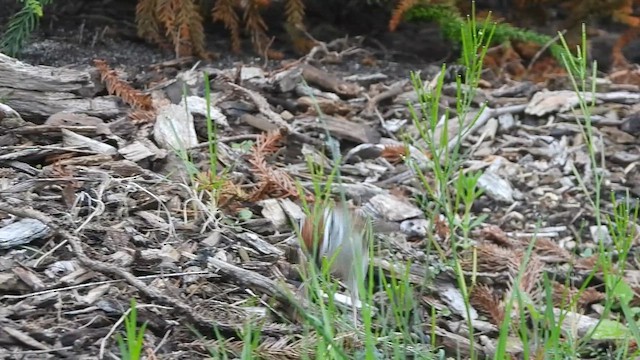 Chipping Sparrow - ML636316291