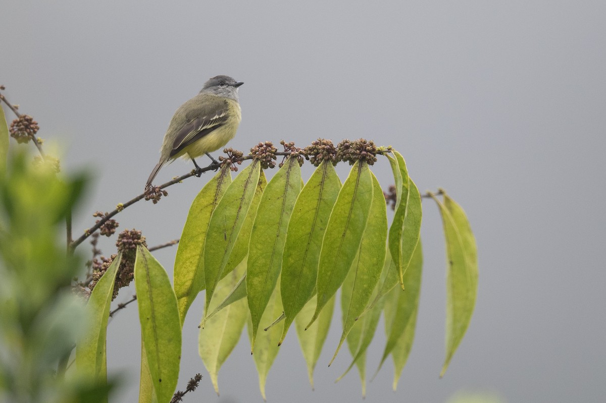 Yellow-crowned Tyrannulet - ML636316365
