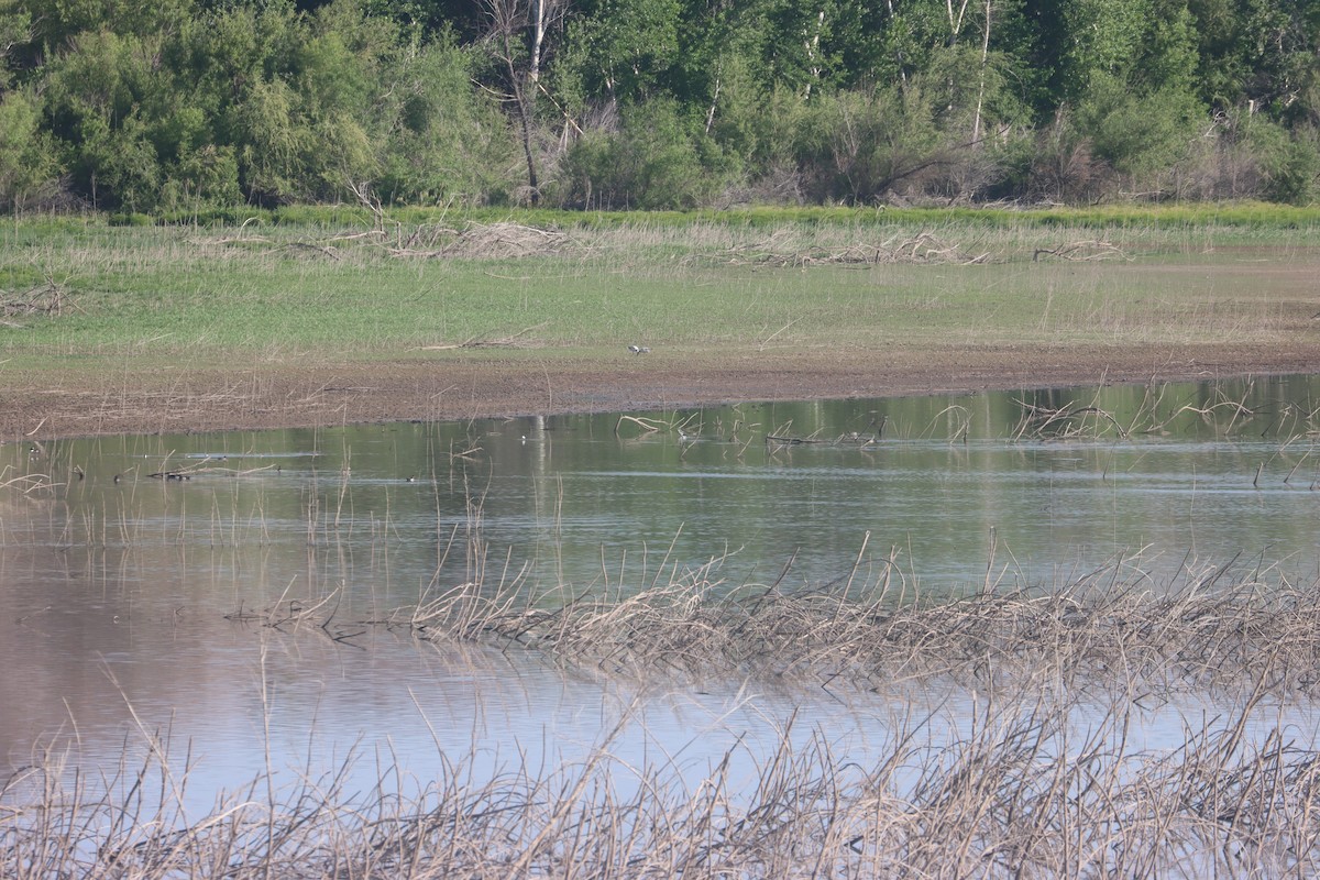 Цасны галуу - ML636316447