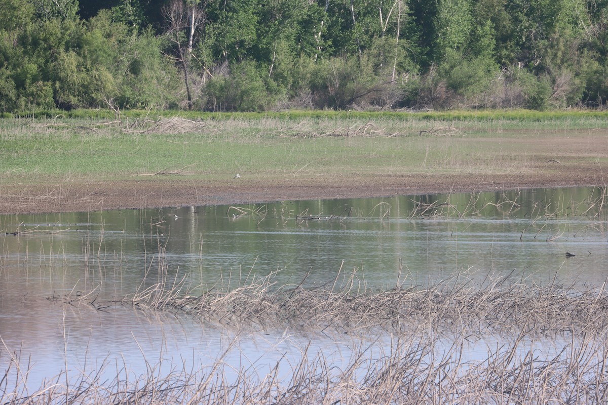 Цасны галуу - ML636316484