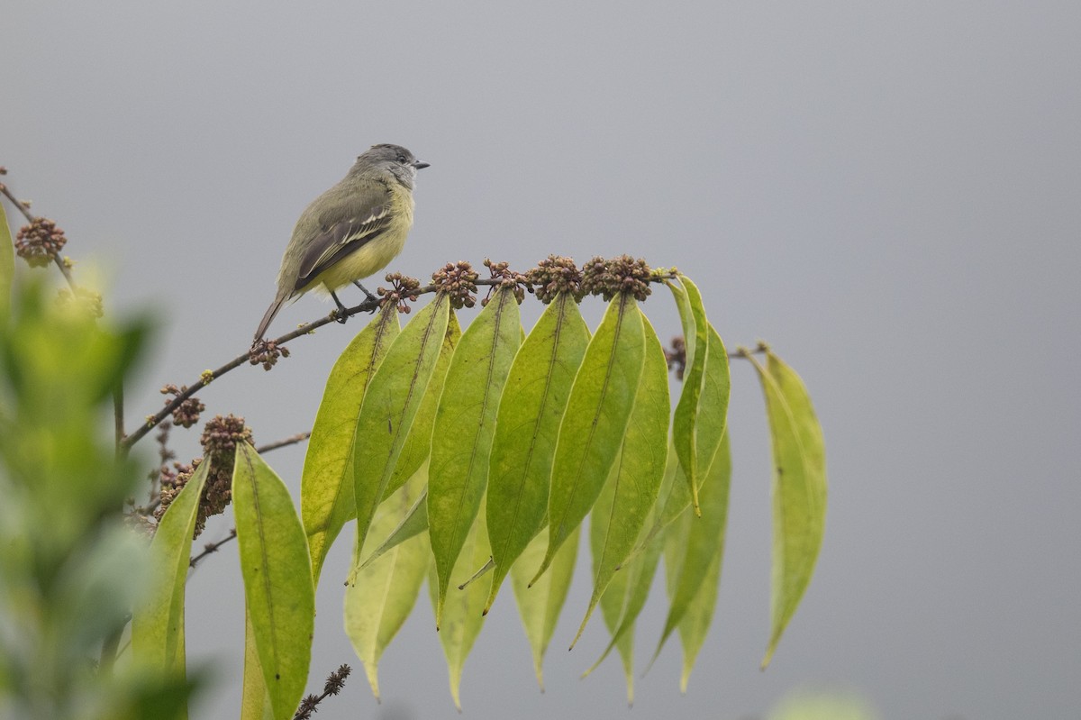 Yellow-crowned Tyrannulet - ML636316493