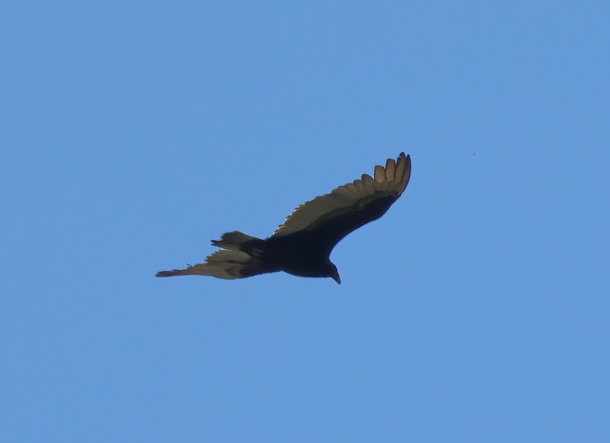 Turkey Vulture - ML636316498