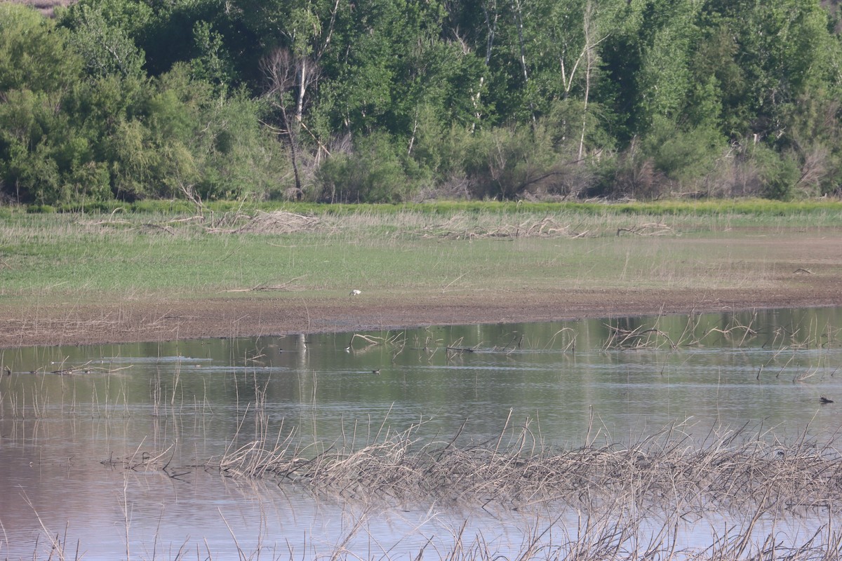 Цасны галуу - ML636316515