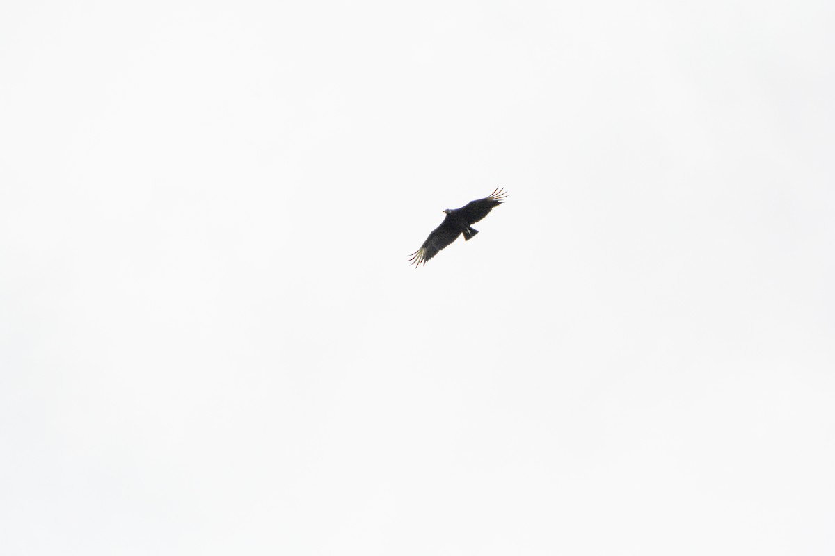 Black Vulture - ML636316565