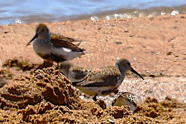 Dunlin - ML636316592