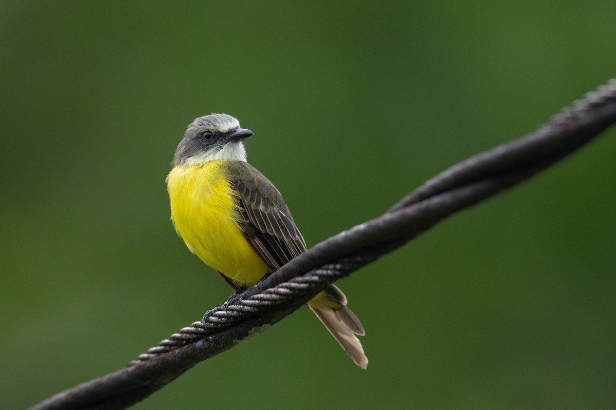 Gray-capped Flycatcher - ML636316642