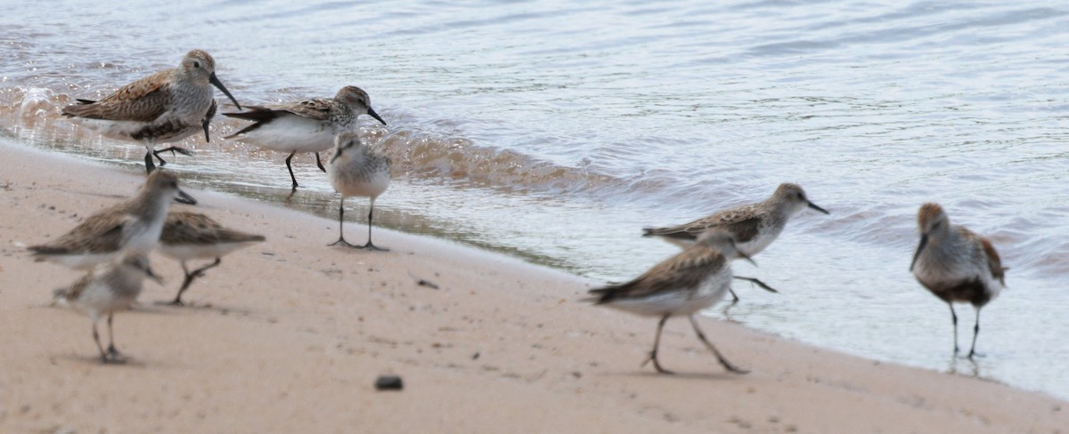Dunlin - ML636316643