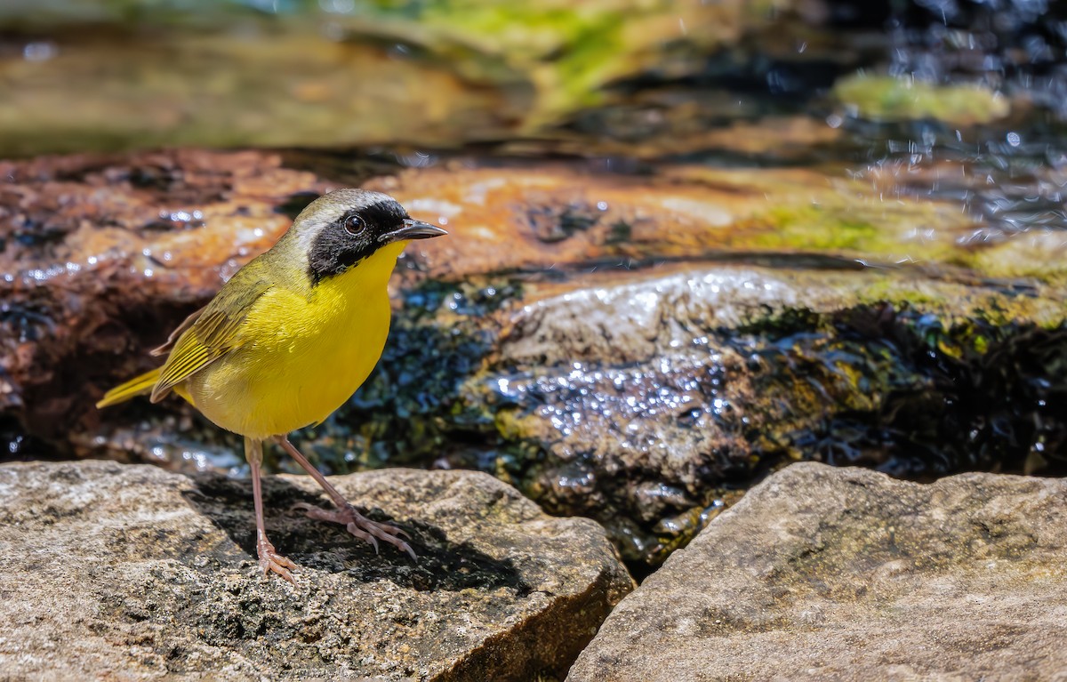 Common Yellowthroat - ML636316649