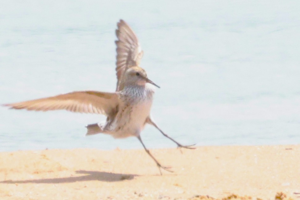 White-rumped Sandpiper - ML636316666